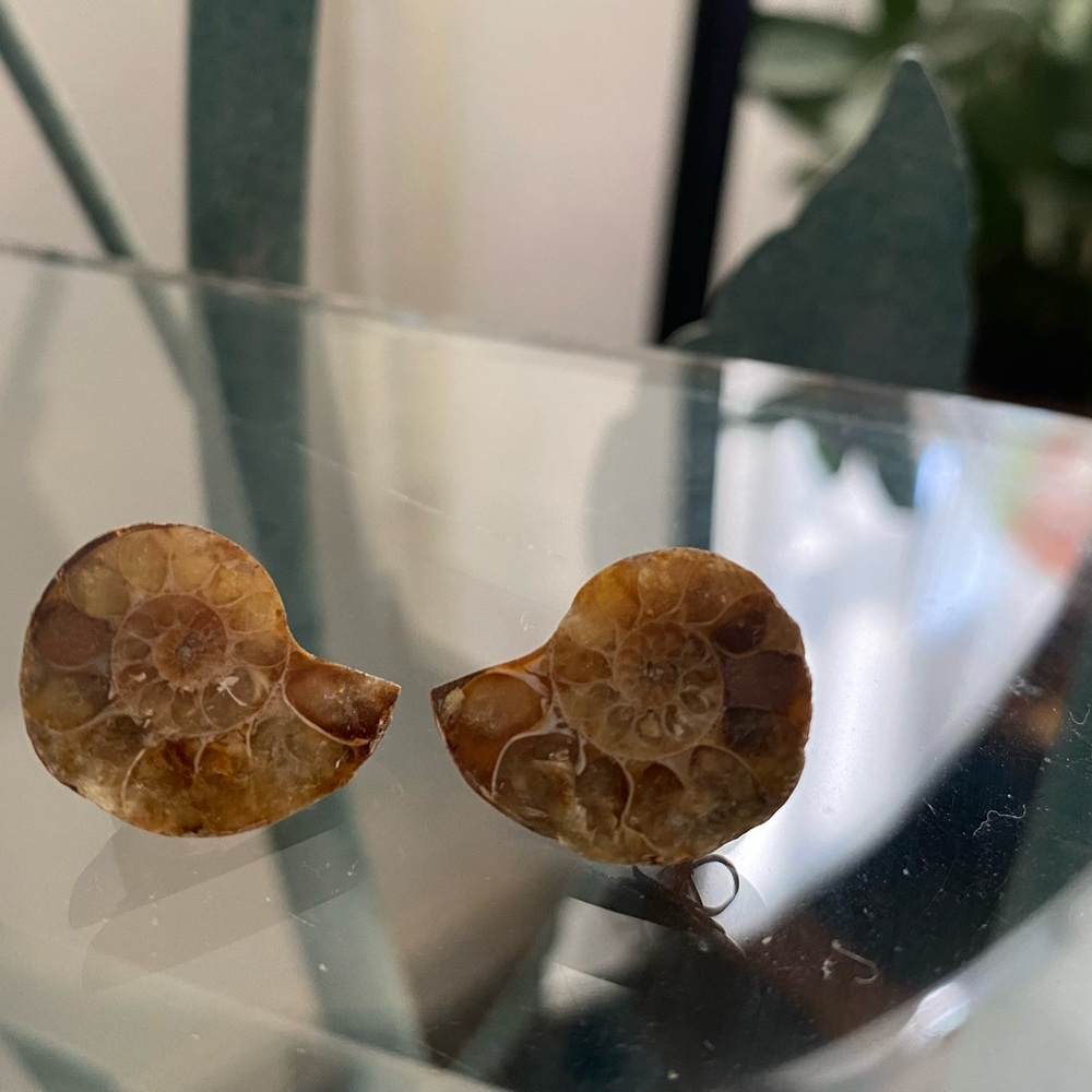 Ammonite Fossil Earrings